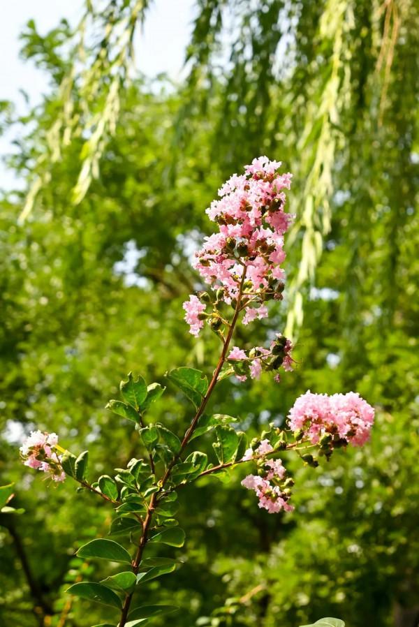 阜城門橋東還有這麼好的小公園，不錯不錯