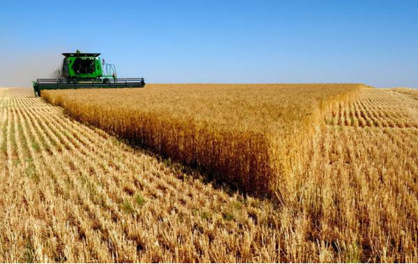 豐收週報 | 秋糧增產已成定局,全年糧食產量將再創新高 豐收週報 | 秋糧增產已成定局,全年糧食產量將再創新高