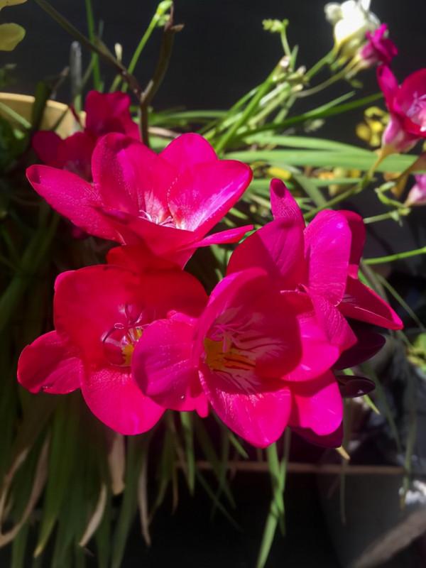 5種冬天開花的“香水花”，過年在家裡擺上一盆，身心舒暢