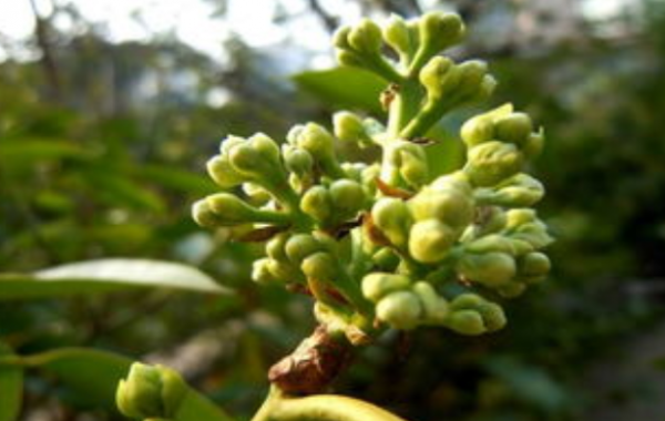 緩解腰腿疼，光靠藥物也不行，這兩個食療法你掌握了嗎