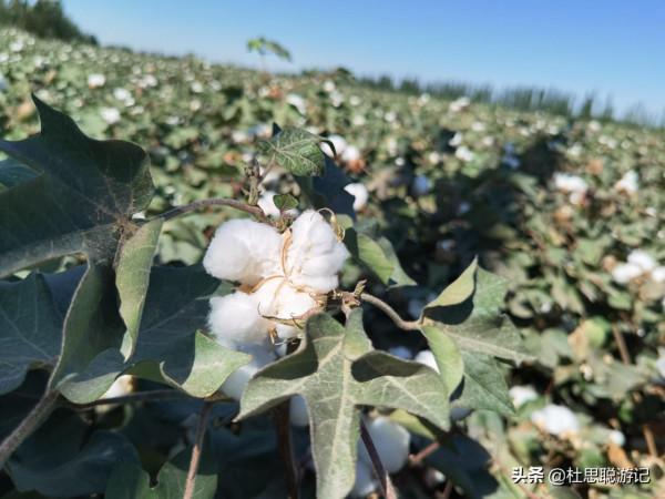 漢EV自駕新疆，離開新疆之前的兩個願望就是看棉花和吃羊肉串