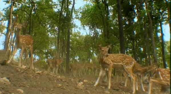 深入虎穴探尋四子之家，拍攝老虎的神秘生活，虎媽和虎崽們的故事