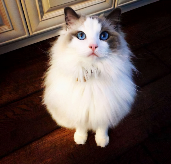 布偶貓，最多人養的寵物貓之一，告訴你啥