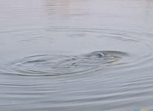 難得休息，垂釣多年的老釣手出門釣魚被魚“打臉”