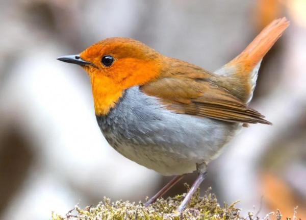 分享圖片——知更鳥（上帝之鳥）