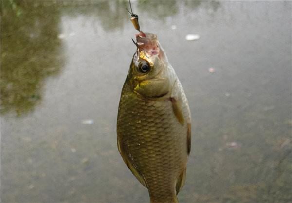 雙鉛單線一通鉤，野外釣大魚，既能過濾小魚鬧窩，靈敏度還很高