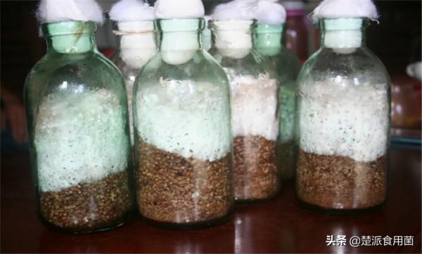 個人怎麼培養蘑菇菌種？蘑菇菌種種植注意事項