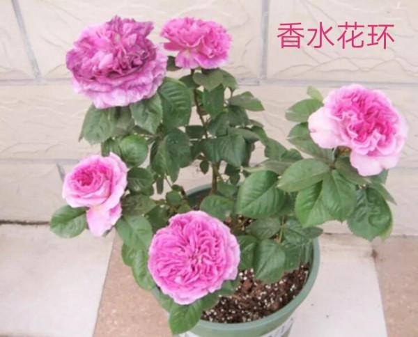 德國科德斯又一系列——花環系列月季 德國科德斯又一系列——花環系列月季