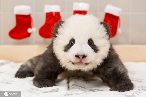 柏林大熊貓雙胞胎已斷奶 將擇期返回中國