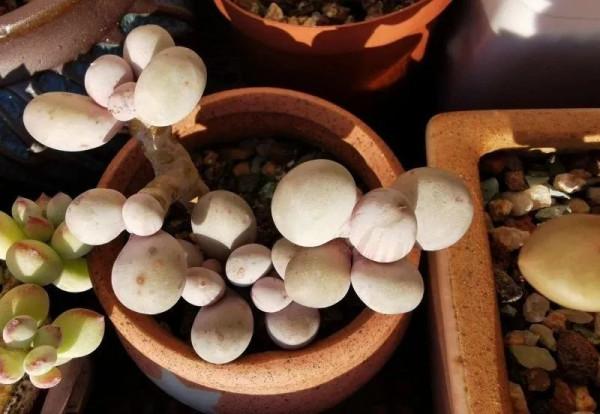 盤點盤點多肉界的“美人”們，個個顏值爆表，你養過哪幾種？