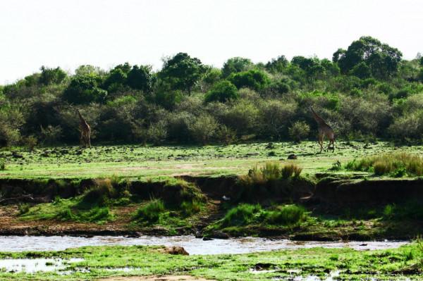 馬賽馬拉的十一遊獵（1）