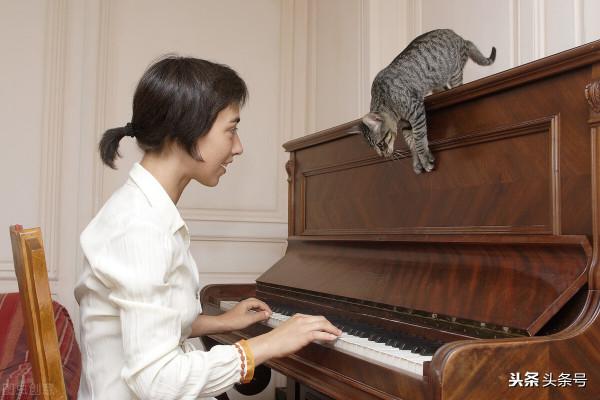 貓的彈跳力驚人或許跟老虎一樣