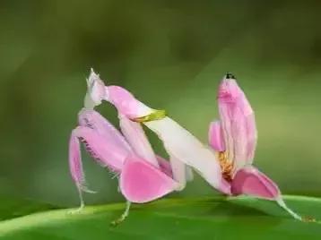 友，青悅帶你去看小可愛呦