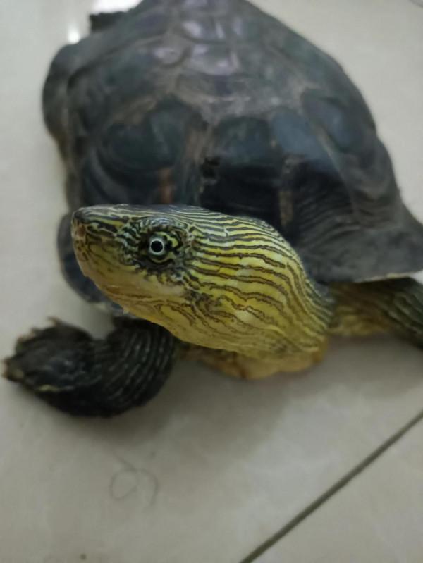 家有萌寵32 家有萌寵32