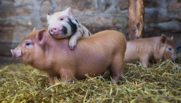 豬身上的6個部位,醫生建議少吃,不知有你愛吃的沒? 豬身上的6個部位,醫生建議少吃,不知有你愛吃的沒?