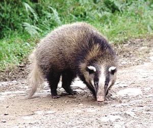 年少曾是獵人之獵獾