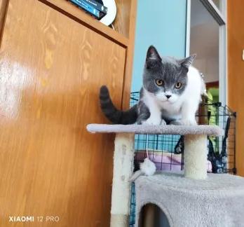 高階相機級別的攝像頭成標配？這三款高顏值手機，均是影像機皇