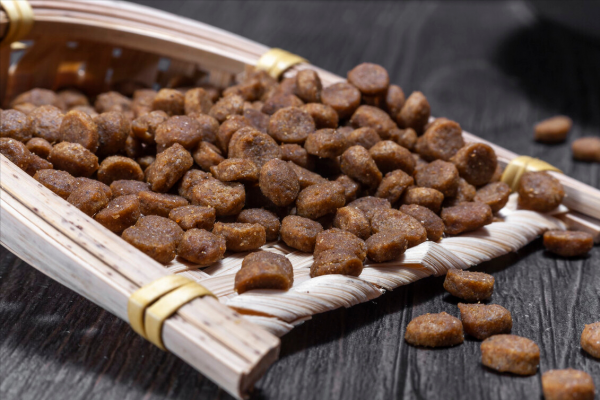 澳洲野犬：一種長得像大黃的“野狗”