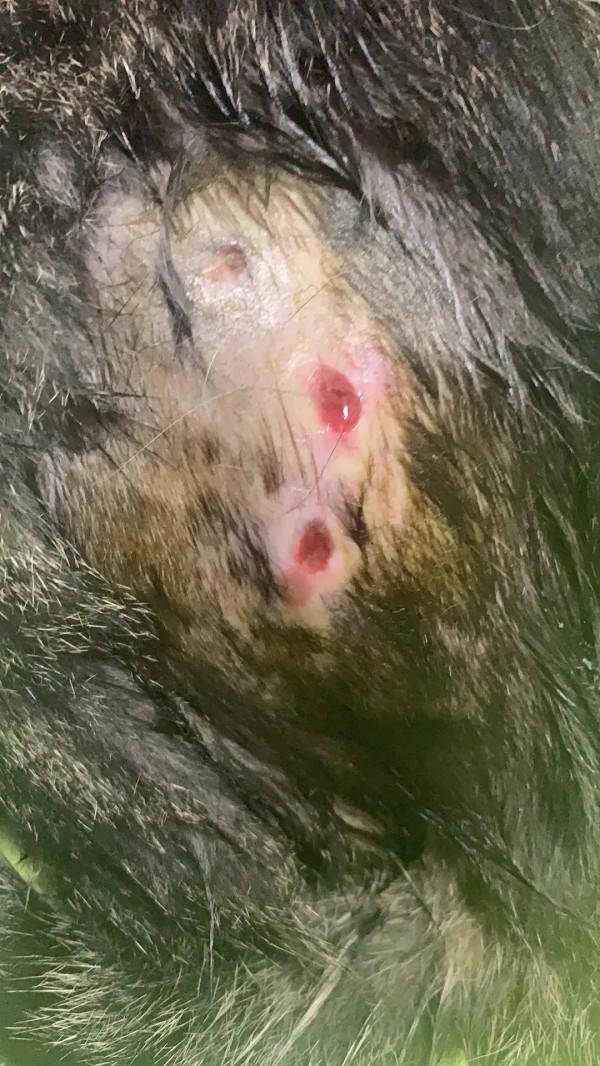 我家收編的正規喵（mimi姐）