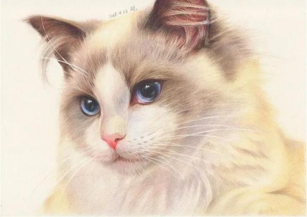 貓咪品種介紹大全！我們應該怎麼選擇適合自己的貓咪？