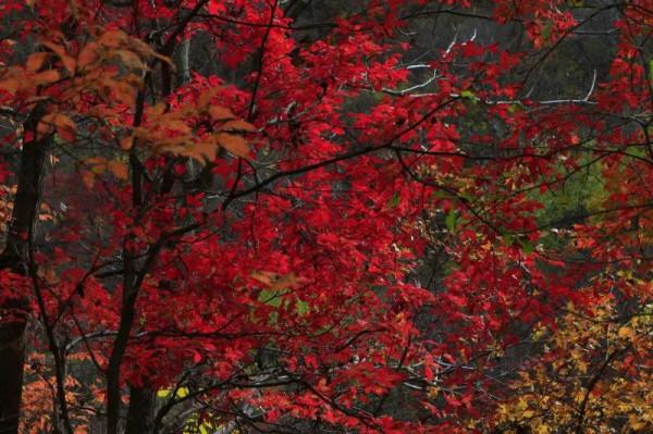 遼寧清原筐子溝楓葉正紅