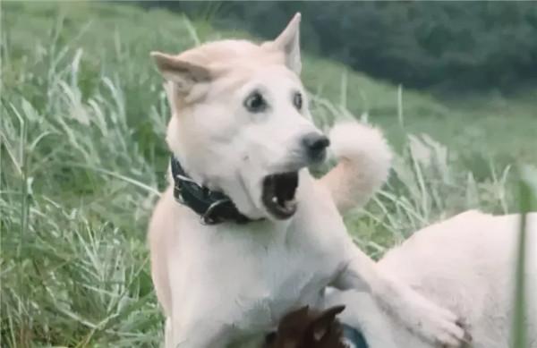 狗狗看了想暗殺主人的照片（閱後即焚）