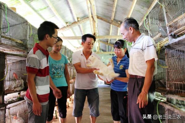 大蒜陳皮別再扔了，用在兔子上能治很多病，效果大，非常管用