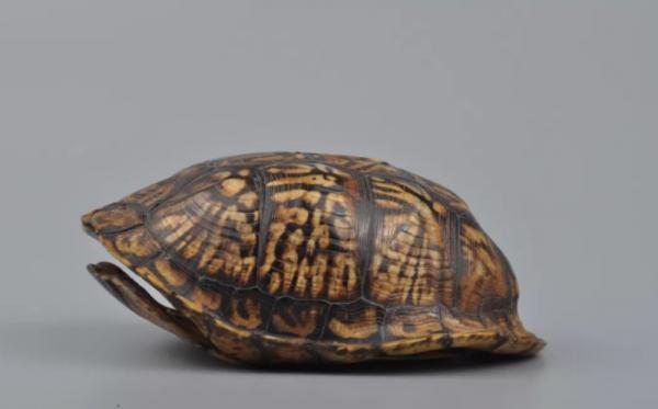 烏龜是科學家們的“噩夢”?堪稱進化論的終極BUG 烏龜是科學家們的“噩夢”?堪稱進化論的終極BUG