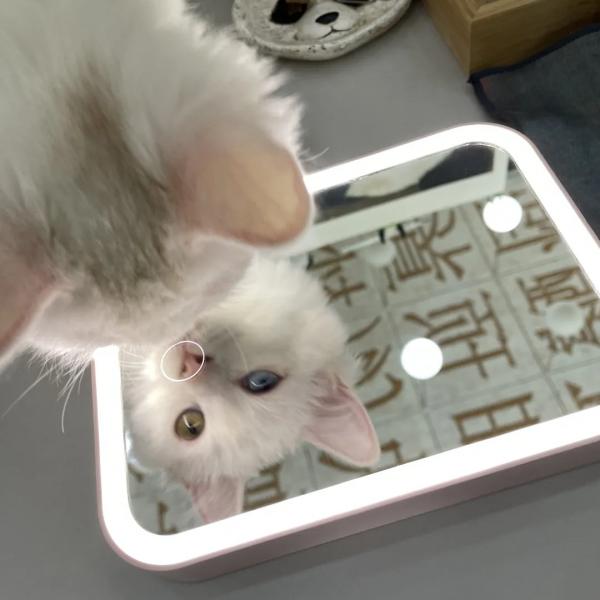 聽說我是一隻狗？