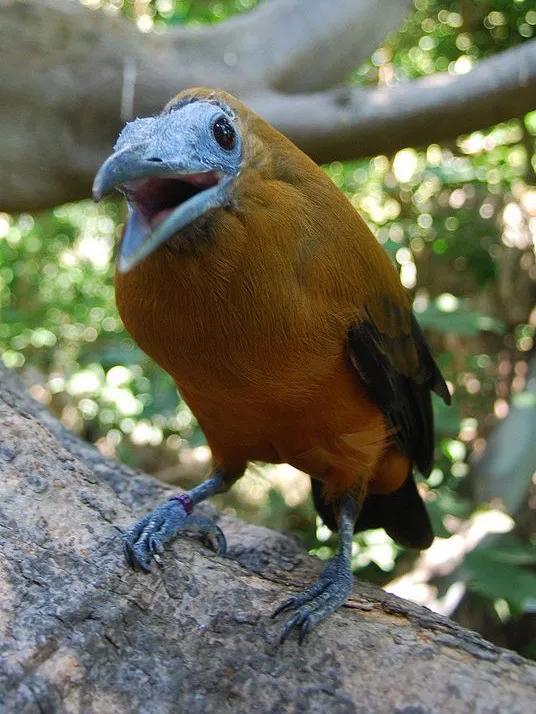 大家好，我是來自亞馬遜的小禿禿