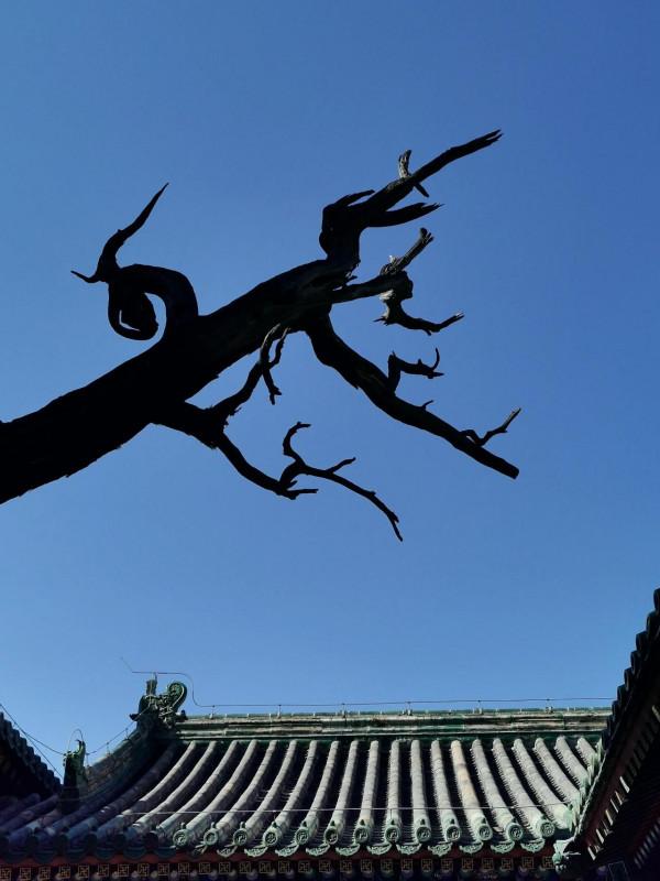 尊師重教最京城/“左廟右學”國子監 尊師重教最京城/“左廟右學”國子監