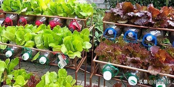 可樂瓶別扔了，這樣種蘿蔔，一年四季都有得吃，省錢又美觀