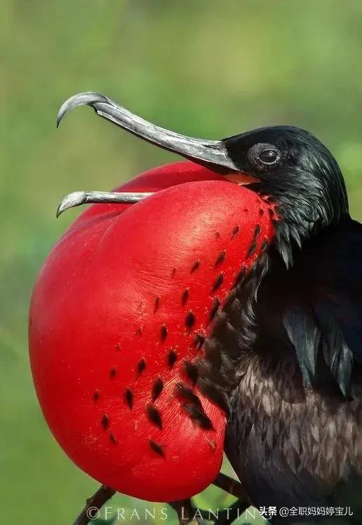 分享——稀奇古怪的鳥