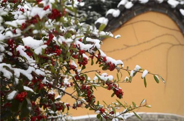 翔海森林小鎮：冬季到龍口來看雪，美哭嘞