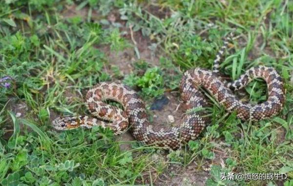 大連蛇島毒蛇為何如此多？都哪裡來的？生活在島上的人會被咬嗎？