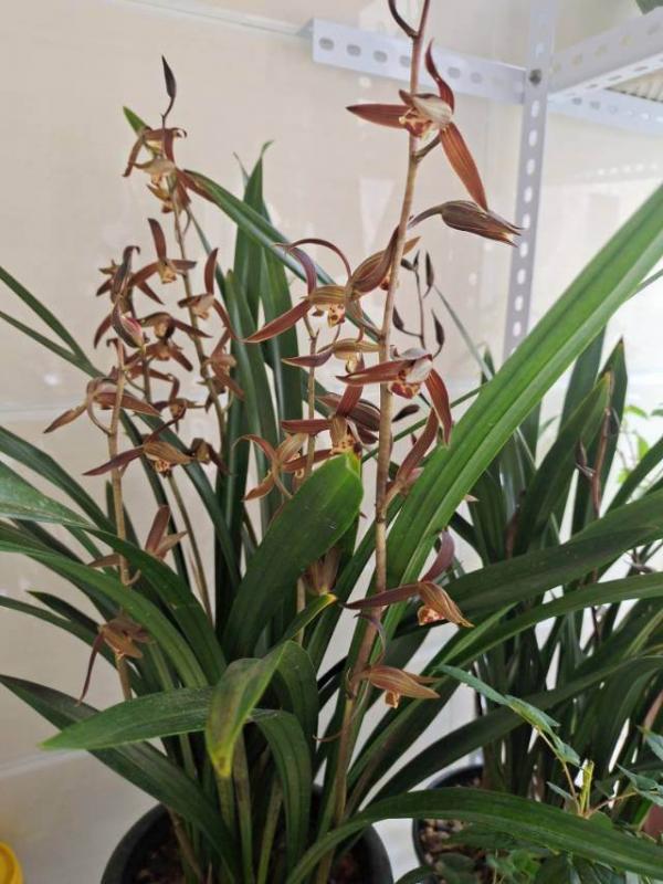 8種特難養的花，動不動就黃葉、生蟲，養好了算我輸