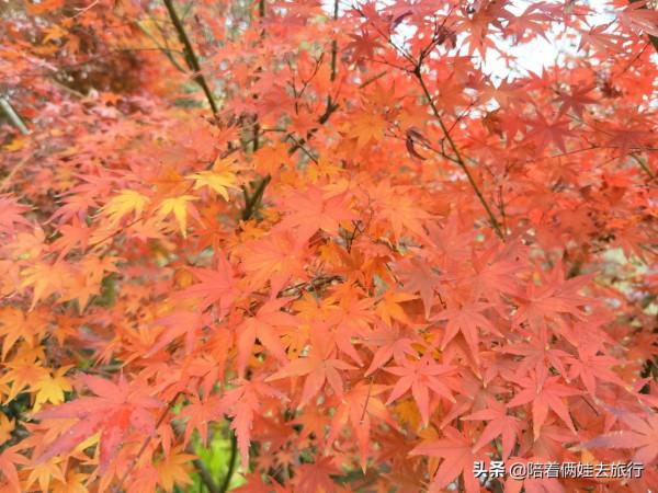 上海花開海上深秋的賞楓之行,醉美楓葉皆秋意,霜葉紅於二月花 上海花開海上深秋的賞楓之行,醉美楓葉皆秋意,霜葉紅於二月花