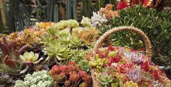 山東小夥辦寵物農場，賣萌寵年入1800萬，帶動村民走上致富路