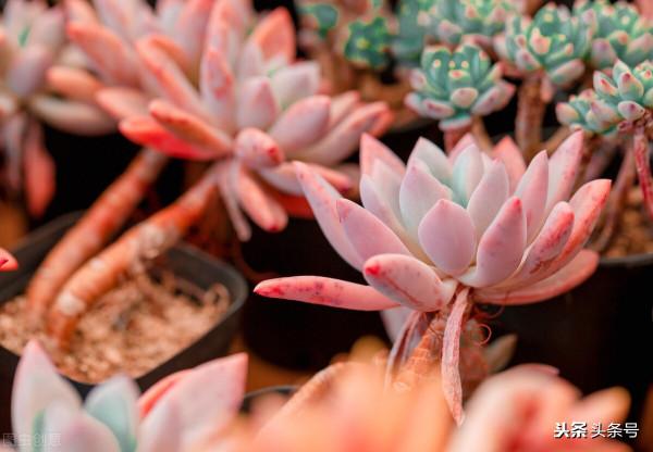 為啥新手總覺得自己養不好多肉，今天就跟大家嘮嗑嘮嗑