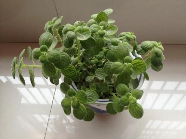 家裡養盆碰碰香,滿屋都是蘋果味,葉片亮麗,太漂亮了 家裡養盆碰碰香,滿屋都是蘋果味,葉片亮麗,太漂亮了