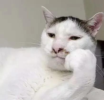 我用中醫中藥給貓治病記 我用中醫中藥給貓治病記