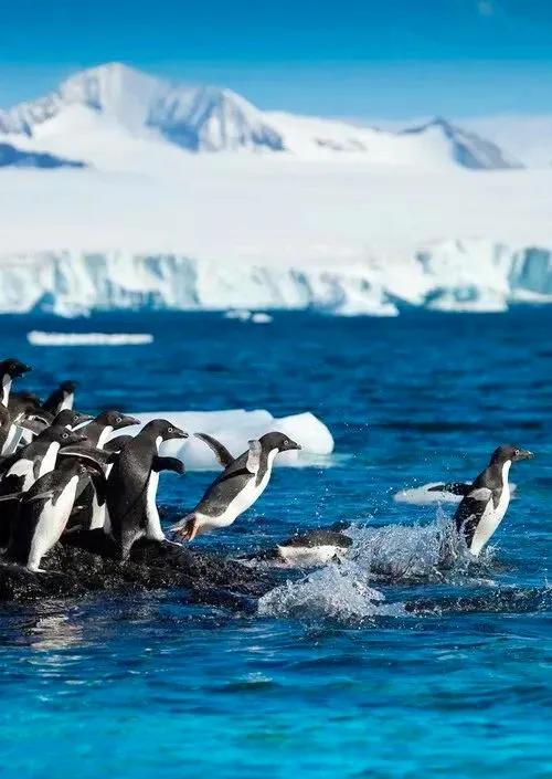 分享：抓拍動物精彩瞬間，驚豔絕倫，實為罕見