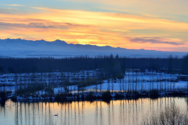 天鵝如何選擇它們的過冬地呢? 天鵝如何選擇它們的過冬地呢?