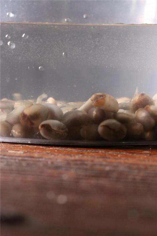 咖啡樹苗/培育計劃 第1周