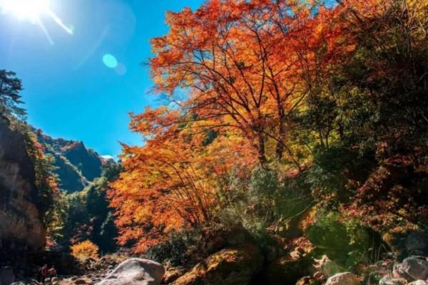 紅葉的季節來咯 紅葉的季節來咯