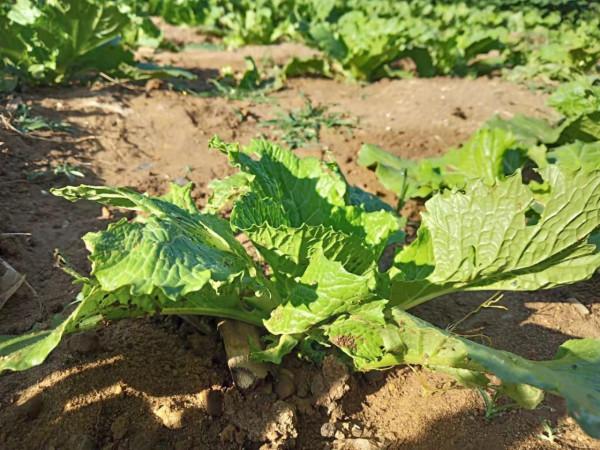 白菜生蟲子，別動不動就施藥，噴點家裡不起眼的小東西也管用