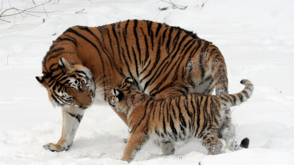 野生動物專家劉丹野化訓練東北虎，訓練虎崽，讓東北虎重返山林