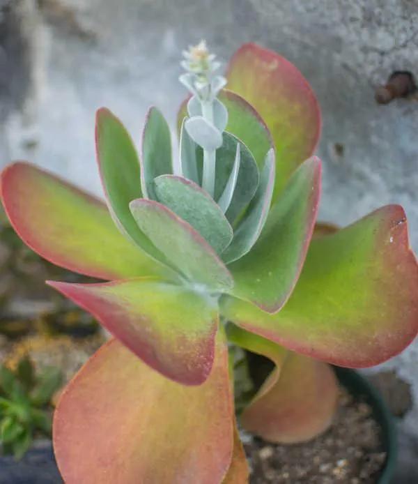 50種多肉開花欣賞，你養的開花了嗎？快來曬曬