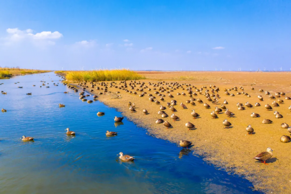 深秋，這裡是條子泥