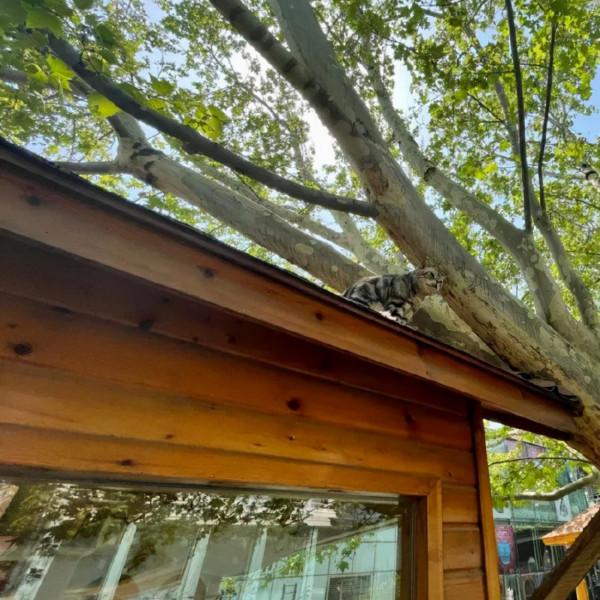 貓不可貌相 腿不可斗量 貓不可貌相 腿不可斗量